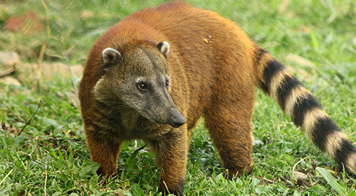 | Parque de la Conservación