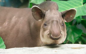 Animales albergados en el Parque