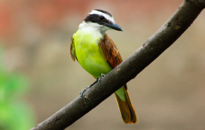 ¿Cómo disminuir el riesgo de colisiones de aves con los cristales?