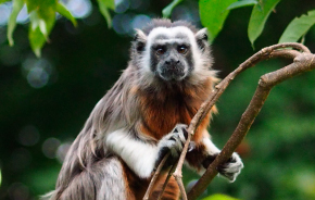 El Parque no recibe animales por parte de la ciudadanía